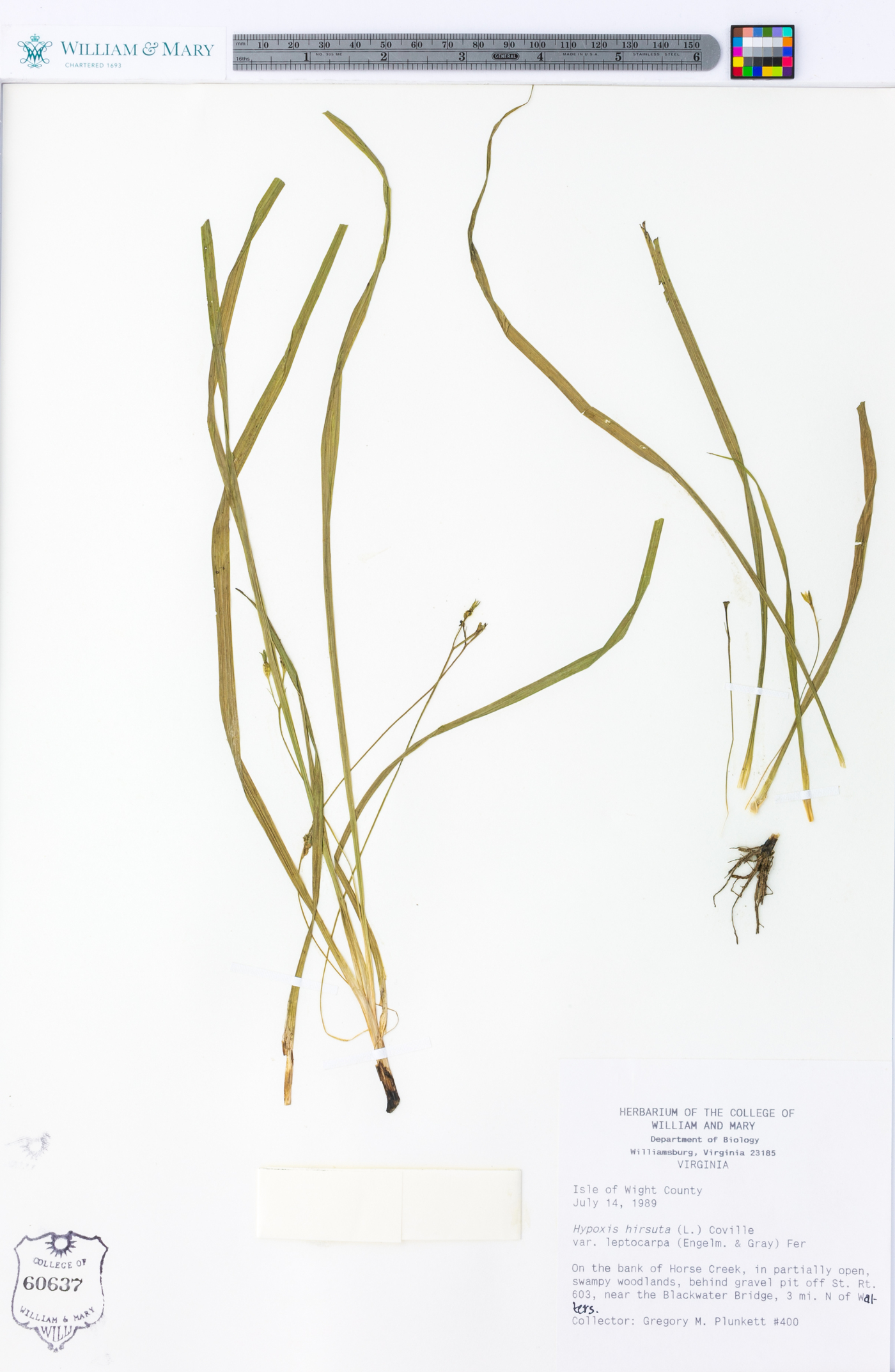 Hypoxis hirsuta var. leptocarpa image