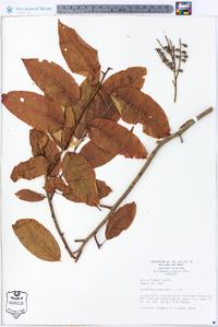 Oxydendrum arboreum image