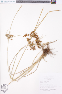 Cyperus pseudovegetus image