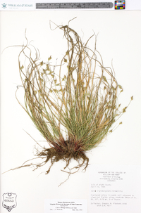 Carex emmonsii image