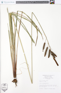 Carex glaucescens image