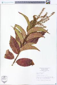 Oxydendrum arboreum image