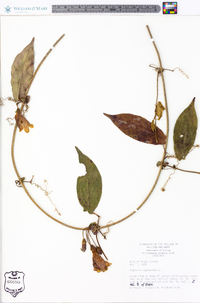 Bignonia capreolata image