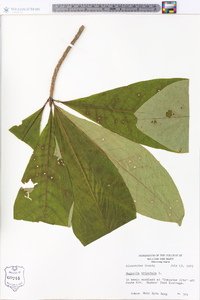Magnolia tripetala image