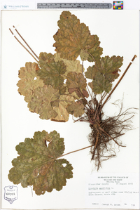 Heuchera americana image