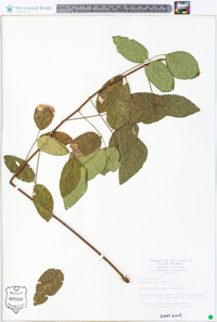 Desmodium laevigatum image