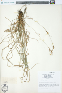 Rhynchospora inexpansa image