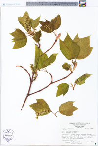 Acer pensylvanicum image