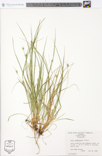 Carex willdenowii image