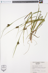 Carex caroliniana image