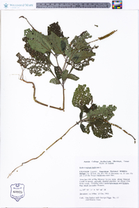 Heliotropium indicum image