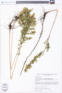 Symphyotrichum ericoides image