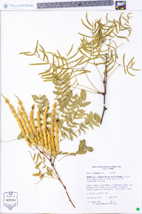 Prosopis glandulosa image