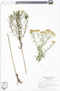 Solidago tenuifolia image