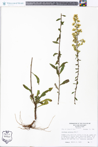 Solidago puberula image