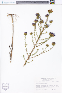 Aster grandiflorus image