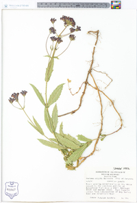 Verbena rigida image