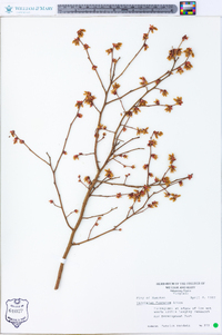 Vaccinium fuscatum image