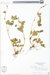 Potentilla indica image