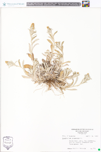 Gamochaeta purpurea image