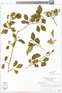 Crataegus viridis image