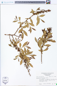 Vaccinium fuscatum image