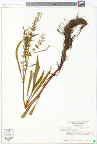 Rumex verticillatus image