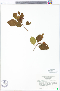 Crataegus viridis image