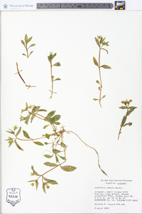 Stellaria pubera image