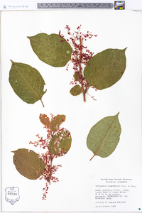 Reynoutria japonica image