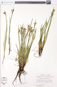 Sisyrinchium albidum image