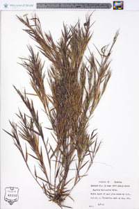 Panicum lancearium image