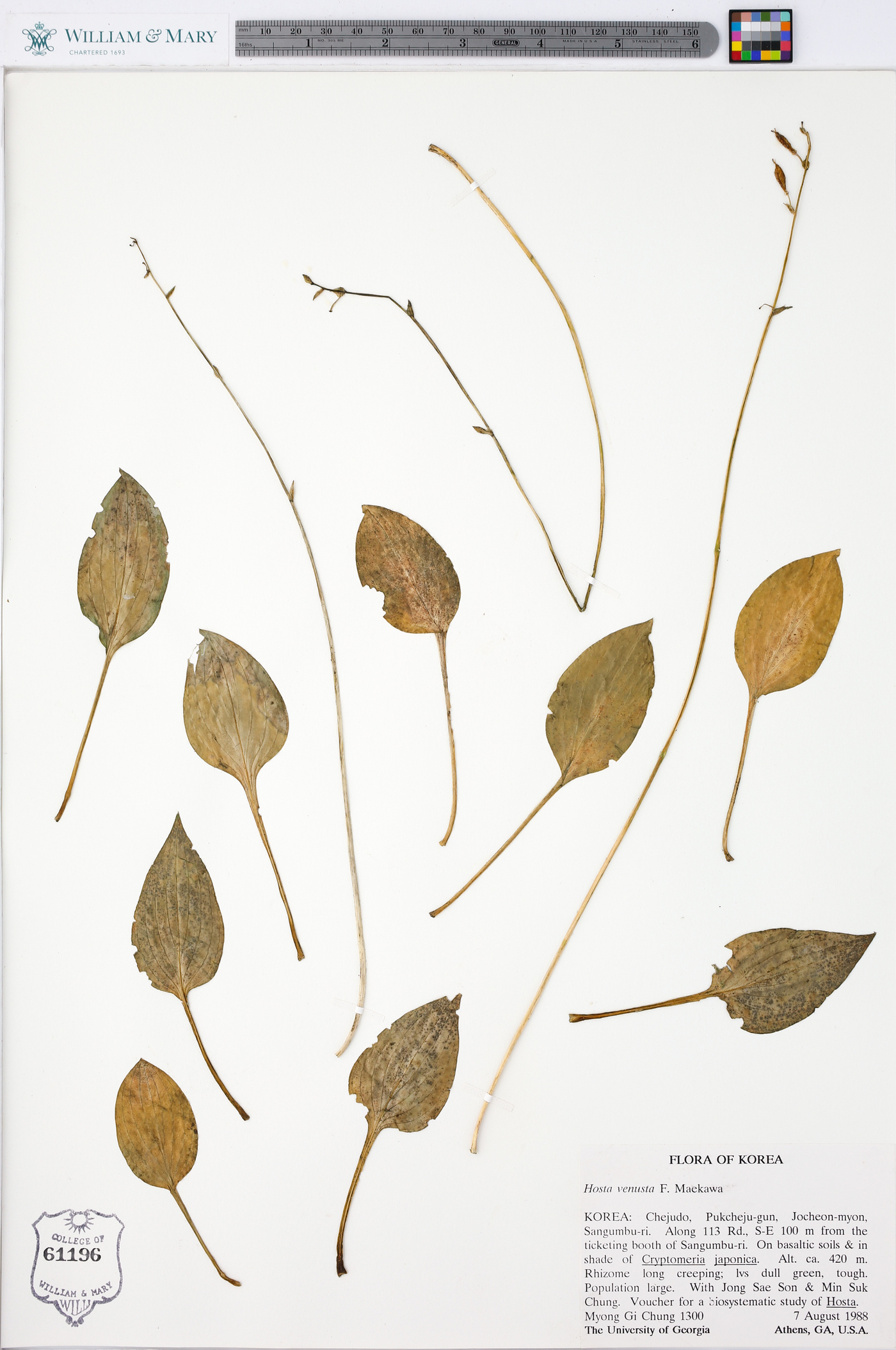 Hosta venusta image