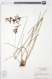 Juncus biflorus image