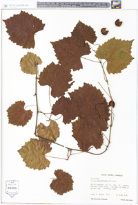 Vitis rotundifolia image