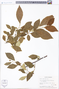 Styrax americanus image