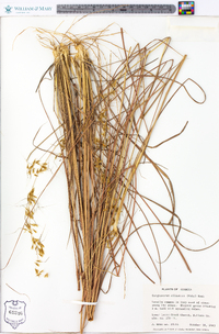 Sorghastrum elliottii image