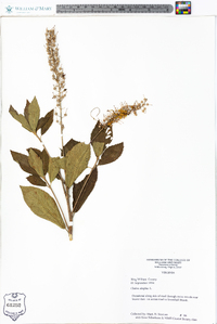 Clethra alnifolia image