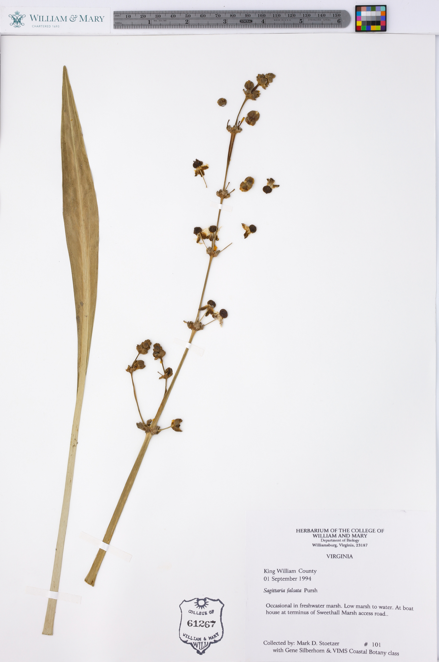 Sagittaria falcata image