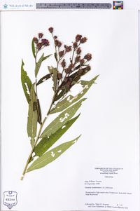 Vernonia noveboracensis image