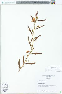 Chamaecrista fasciculata var. fasciculata image