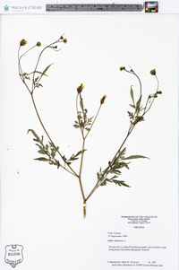 Bidens bipinnata image