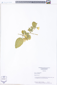 Physalis viscosa image