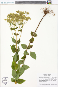 Eupatorium rotundifolium var. ovatum image