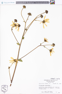 Helianthus atrorubens image