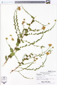 Symphyotrichum patens image