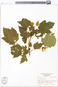 Acer spicatum image