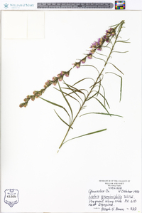 Liatris graminifolia image