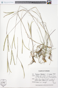 Paspalum notatum image