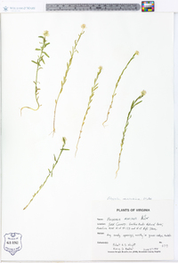 Polygala mariana image